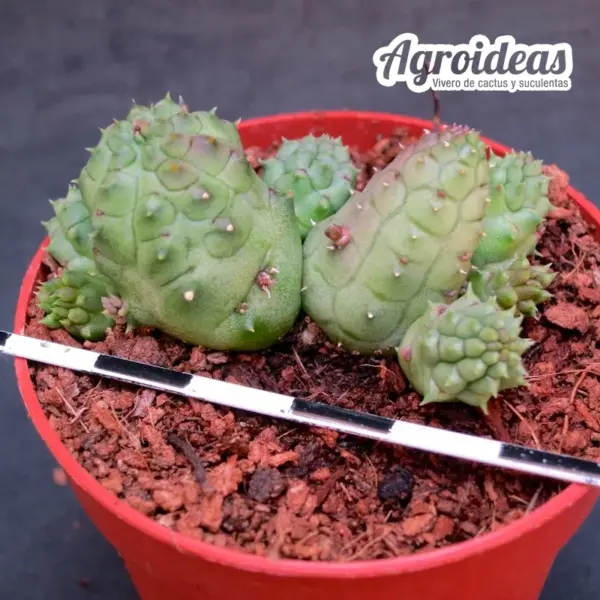 Huernia kennedyana - Imagen 2