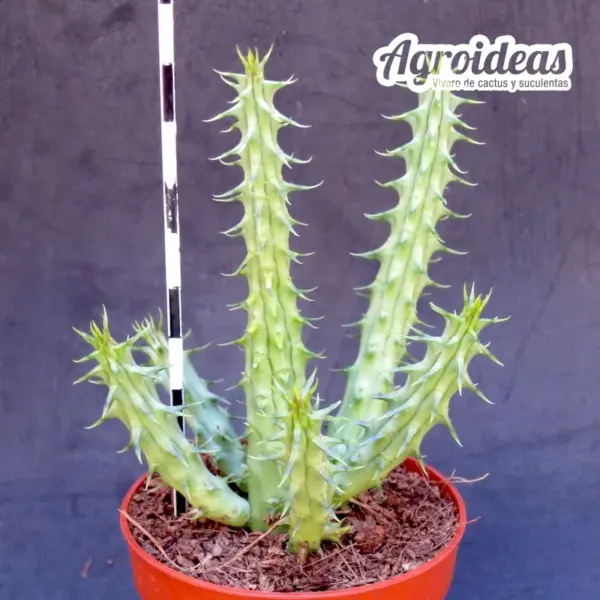 Huernia "Moon blade" - Imagen 2