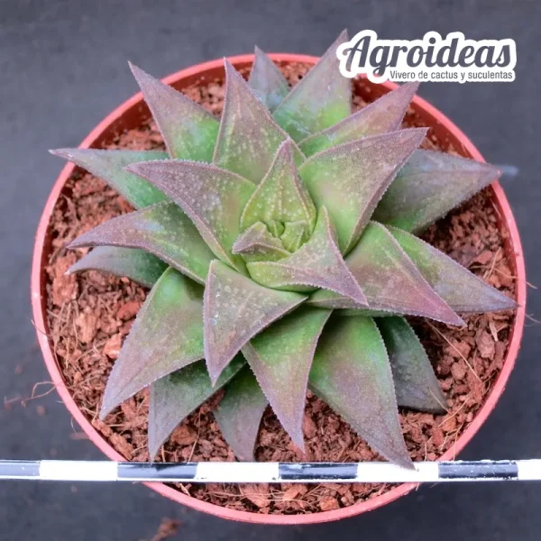 Astroloba X haworthia "Ex. Agroideas"