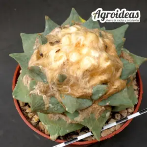 Ariocarpus X furfuraceus "Gran Ejemplar 9 años"