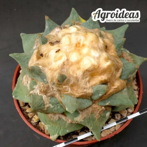 Ariocarpus X furfuraceus "Gran Ejemplar 9 años"