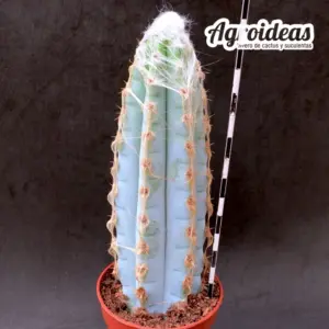 Pilosocereus glaucescens