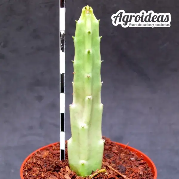 Stapelia flavopurpurea X schinzii - Imagen 2