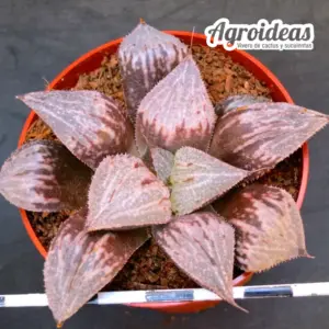 Haworthia "Gessekai"