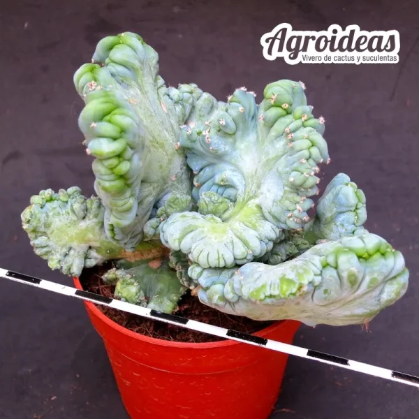 Myrtillocactus geometrizans cristata cv. strictum "Ex. Attilio" - Imagen 2