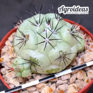 Ortegocactus macdougallii