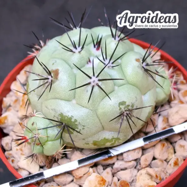 Ortegocactus macdougallii