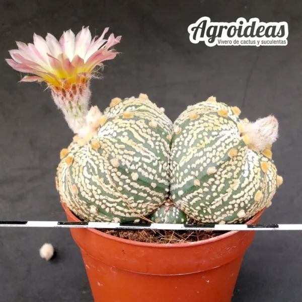 Astrophytum superkabuto AKABANA "Selección" - Imagen 2