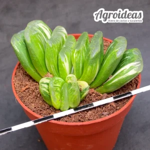Haworthia "Seiko nishiki" Variegata