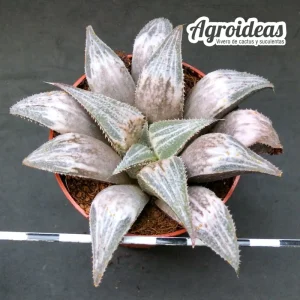 Haworthia «Bev’s Wonder»