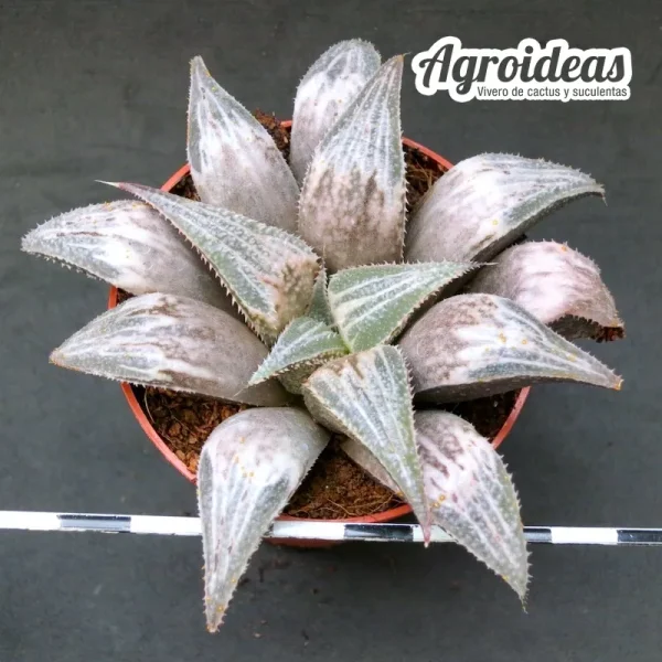 Haworthia «Bev’s Wonder»