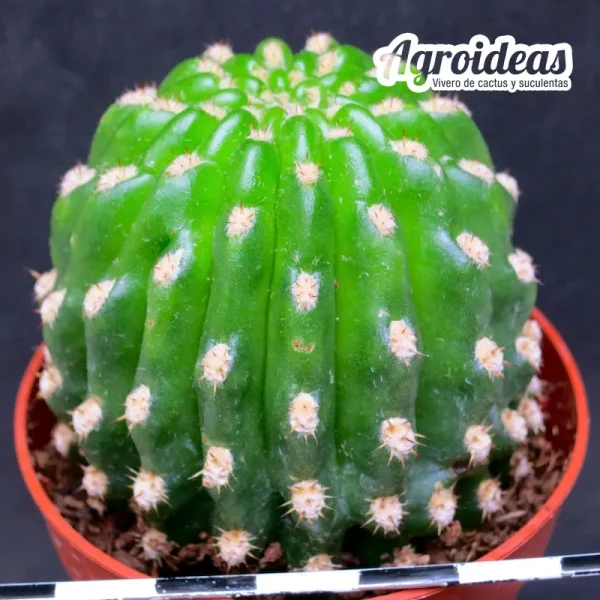 Trichocereus "Tachin-Tachin" Ex. Agroideas - Imagen 2