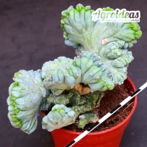Myrtillocactus geometrizans cristata cv. strictum "Ex. Attilio"