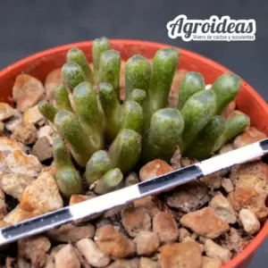 Conophytum reconditum ARM1254