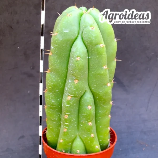 Trichocereus "Cajamarca" - Imagen 2