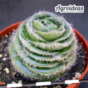Crassula barbata