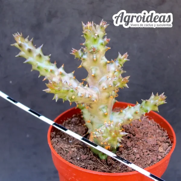 Edithcolea grandis - Imagen 2
