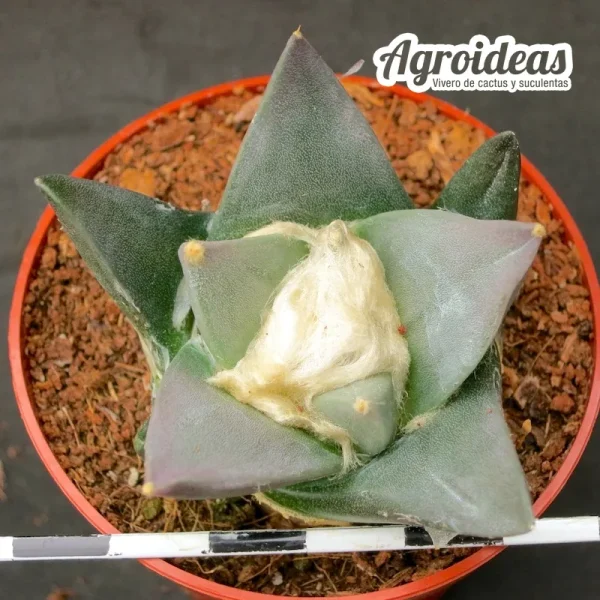 Ariocarpus retusus scapharostroides