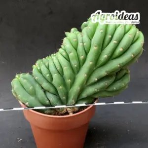 Trichocereus pachanoi "San Pedro" Cristata