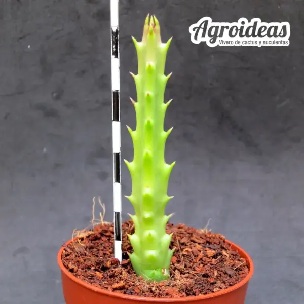 Stapelia hirsuta var. baylissii - Imagen 2