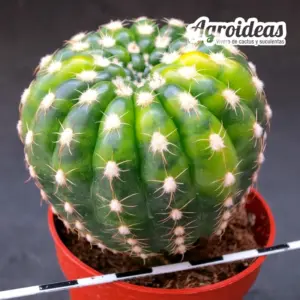 Notocactus uebelmanianus "Selección"
