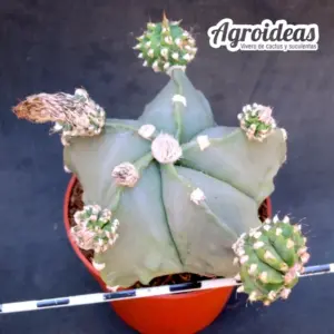Astrophytum nudum "Fukuryu & Huboki"