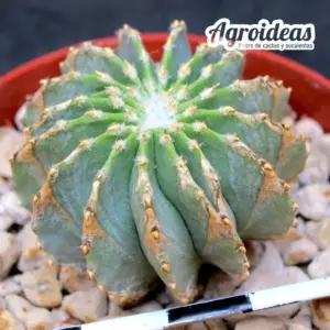Geohintonia mexicana