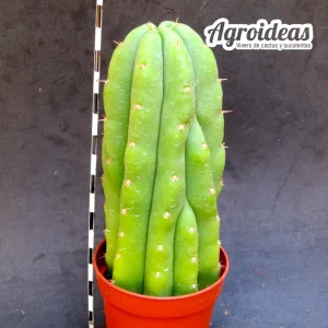 Trichocereus "Cajamarca"