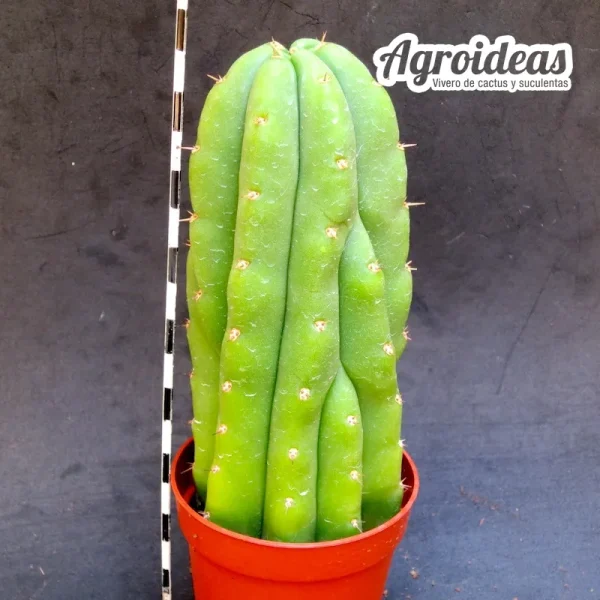 Trichocereus "Cajamarca"