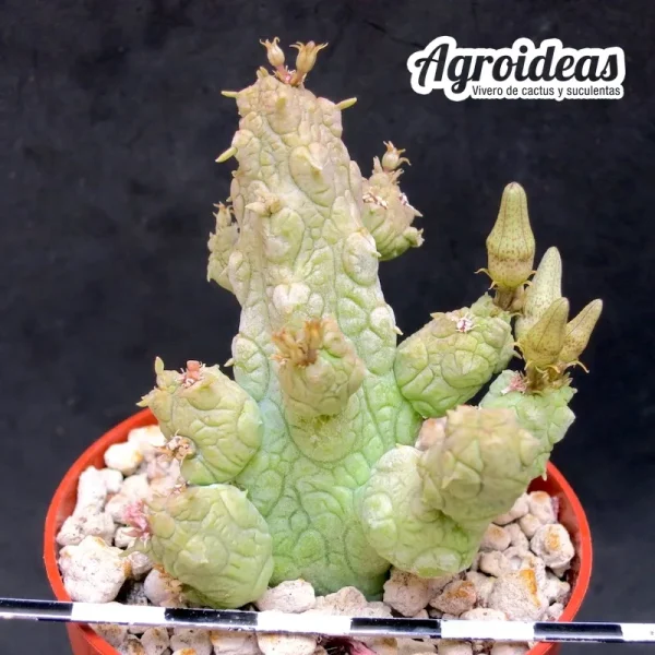 Stapelianthus insignis X pseudolithos migiurtinus - Imagen 2