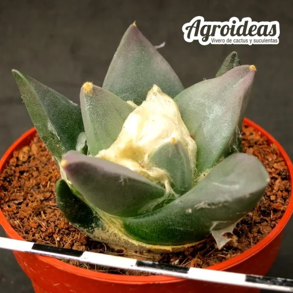 Ariocarpus retusus scapharostroides - Imagen 2