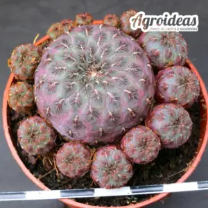 Sulcorebutia rauschii "Zudañes, Bolivia"