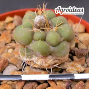 Cintia knizei "Ejemplar 6 años"