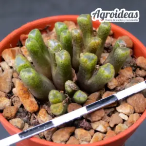 Conophytum reconditum ARM1254