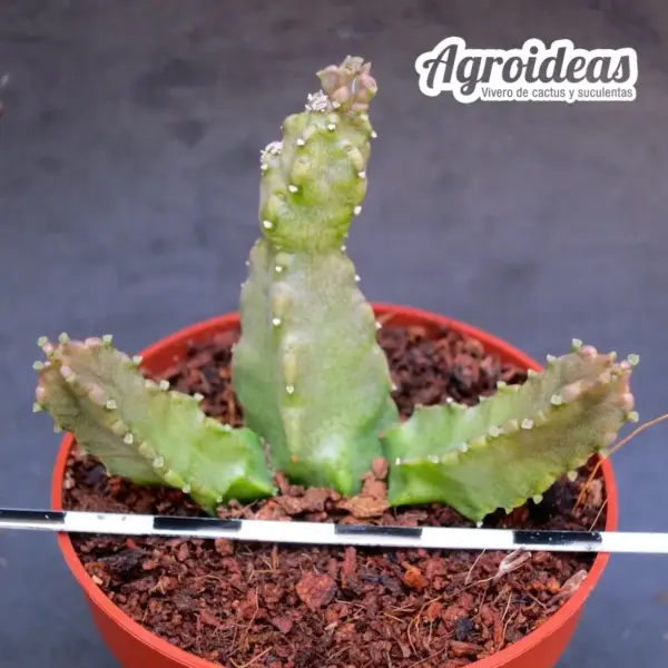 Caralluma hexagona "Lavranos" - Imagen 2