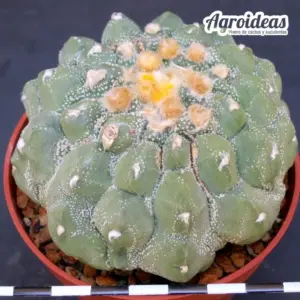 Astrophytum asterias "Kikko turtle" Ejemplar