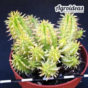 Euphorbia agregata "variegata"