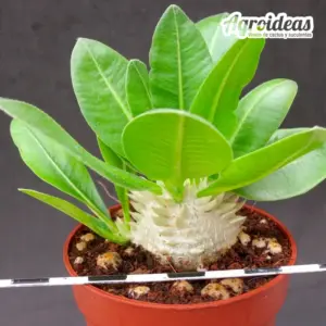 Pachypodium brevicaule