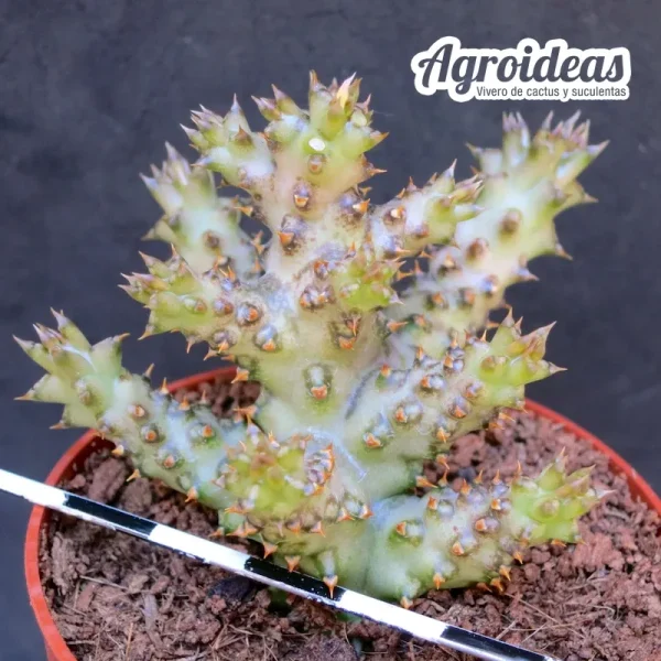 Edithcolea grandis - Imagen 2