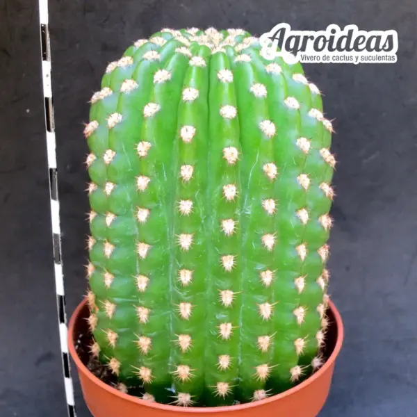 Trichocereus cv. Ingrid «Ex. Agroideas» MØ-8,5cm - Imagen 2