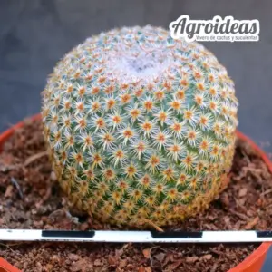 Mammillaria crucigera