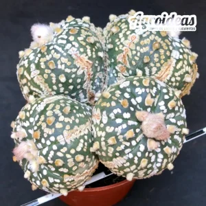 Astrophytum superkabuto "Selección"