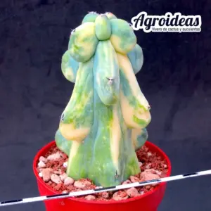 Myrtillocactus fukurokuryuzinboku "variegata"