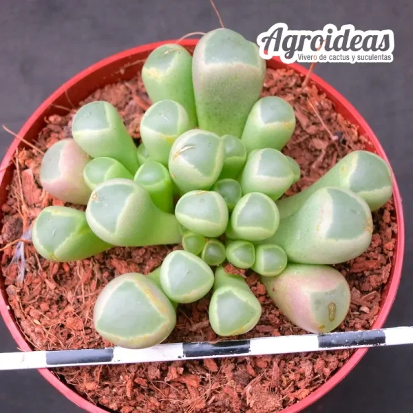 Fenestraria aurantiaca - Imagen 2