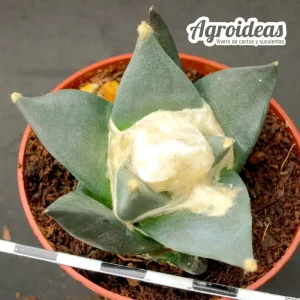 Ariocarpus retusus scapharostroides