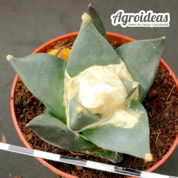 Ariocarpus retusus scapharostroides