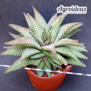 Haworthia cv. "Nagoriyuki"