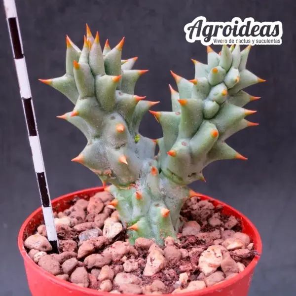 Quaqua mammillaris - Imagen 2