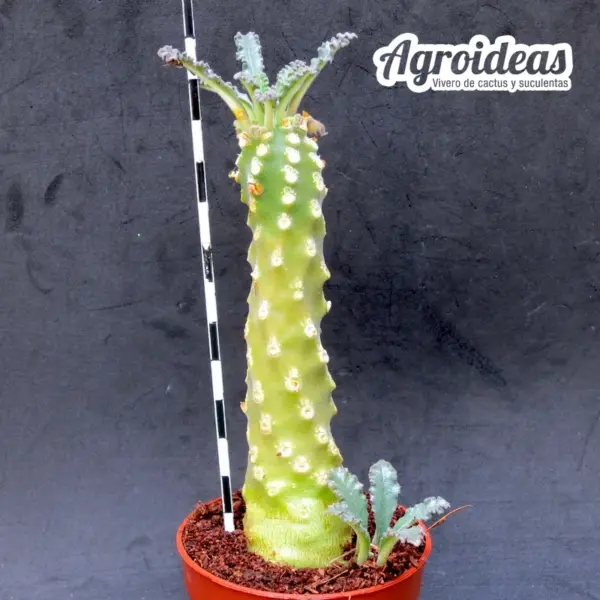 Dorstenia lavrani - Imagen 2