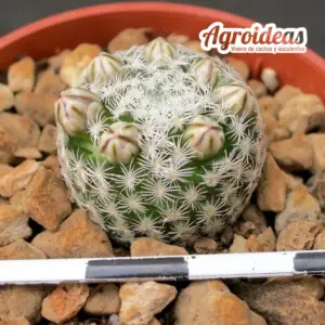 Mammillaria hermosana